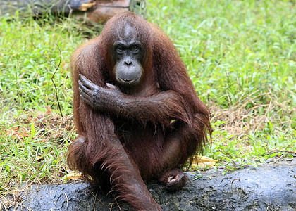 奥兰古人保护区动物野生动物思维大猿宠物毛发猩猩热带雨林图片