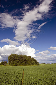绿小麦田和蓝天空春地图片