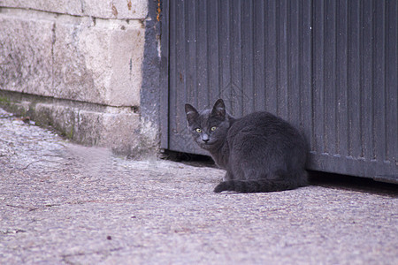 灰灰猫主题猫眼晶须警觉动物灰色脊椎动物白色宠物家畜图片