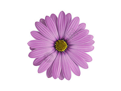 白色上孤立的紫色花朵图片