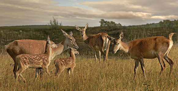 落地鹿哺乳动物女性野生动物动物图片