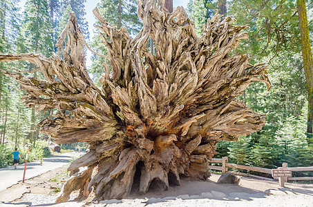 加利福尼亚的巨型塞科亚根图片