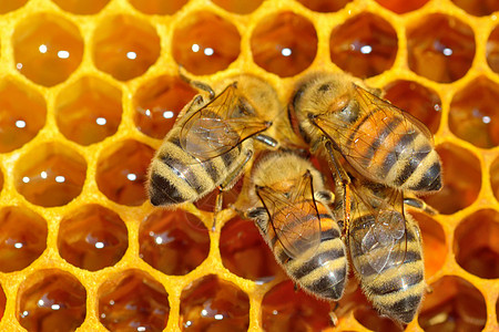 蜂蜜细胞工作蜜蜂蜜室养蜂人食物蜂蜡荒野活动药品昆虫动物保健图片