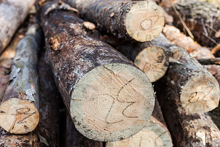特写森林中剪切的松木林业针叶树软木圆圈记录柴堆针叶木头林地公园图片