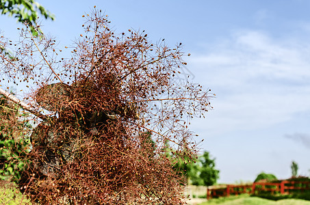 感知公园衬套植物花瓣植物群天空花期花园园艺紫色叶子图片