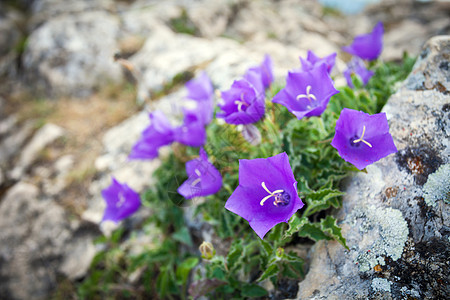 岩石上的紫铃花植物学绿色紫色花瓣白色花园花朵植物美丽植物群图片