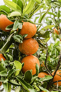 美味的橙子果园晴天生长叶子花园生产水果食物热带甜点图片