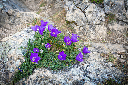 岩石上的紫铃花蓝色紫色花园植物花朵花瓣植物学白色美丽风铃图片