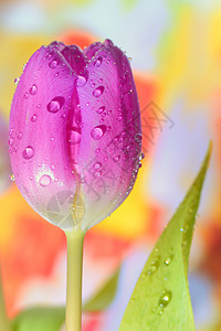 新鲜郁金香礼物紫色花瓣叶子红色团体白色绿色工作室植物图片