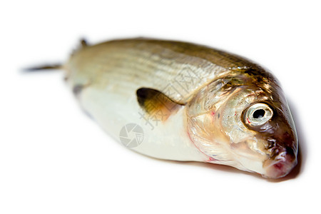 白底鱼营养食物海鲜钓鱼眼睛动物海洋荒野白色野生动物图片