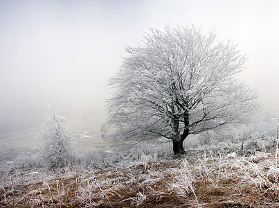 冬季寒冬平静的山地景观爬坡木头森林天空降雪高地天气太阳场景环境图片