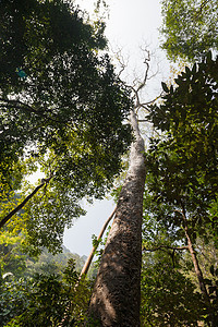 高树绿色公园植物叶子生长环境风景森林松树红木图片