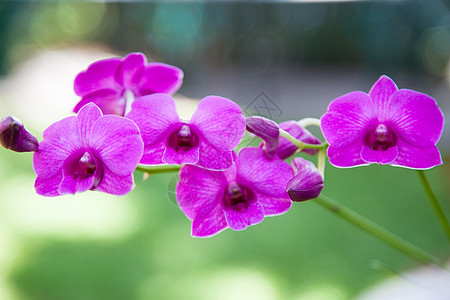 蓝兰兰花植物热带花瓣花园白色公园叶子紫色绿色装饰图片