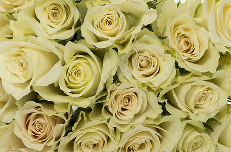 白玫瑰背景玫瑰黄色花束季节墙纸花朵绿色白色背景图片