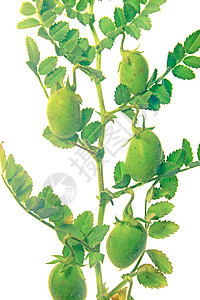 含有的植物豆影棚宏观粮食种植白色种子场地家禽蔬菜绿色背景图片