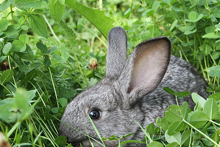 灰兔三叶草坪动物眼睛静脉野生动物野兔毛皮后院哺乳动物三叶草宠物图片
