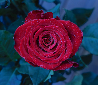红玫瑰飞沫玫瑰红色背景图片