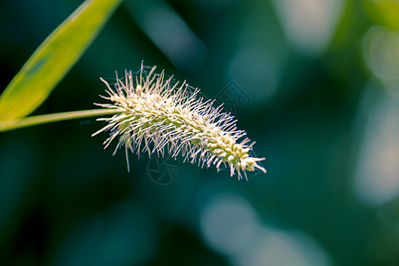 绿色的狐尾 绿色的圆锥狗尾草穗状植物科猪鬃草花序袖珍谷子生草叶片背景图片