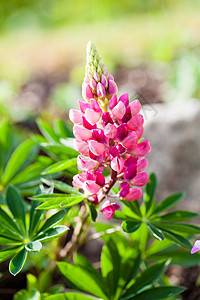 夏日的粉红月花(Lupinus)图片