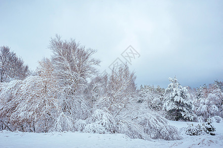 冬天森林里的新年树 与积雪的树的美好的冬天风景 树上覆盖着白霜和雪 但阳光童话假期太阳木头旅行日落植物群天气云杉图片