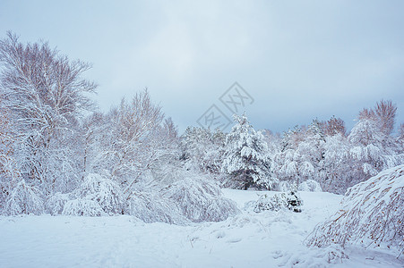 冬天森林里的新年树 与积雪的树的美好的冬天风景 树上覆盖着白霜和雪 但松树阳光天气植物群童话国家高地季节日落旅行图片