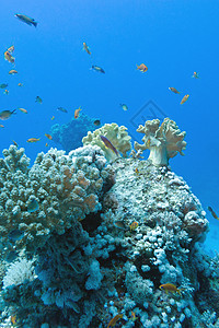 珊瑚礁 有软珊瑚和硬珊瑚 有异国鱼类潜水员海洋生物盐水热带荒野气泡海景海洋阳光水族馆图片