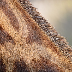 长颈羊皮哺乳动物草食性棕色皮革毛皮食草动物白色荒野皮肤图片