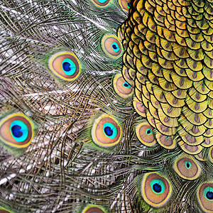 雄绿色孔雀羽毛尾巴蓝色动物男性宏观情调异国热带绿色野生动物图片