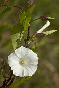 分解绿色旋花背景植物性质植物群白色叶子背景图片