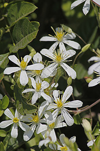 德干铁线莲白花白色登山者天鹅绒毛三叶萼片年度芬芳背景图片
