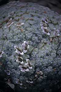 勒皮达加这个神殿垫状花垫工厂花头栖息地枝条鳞翅目火灾基地图片