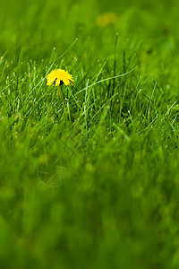 青草间有黄色花朵草地杂草植物场地花园生长图片