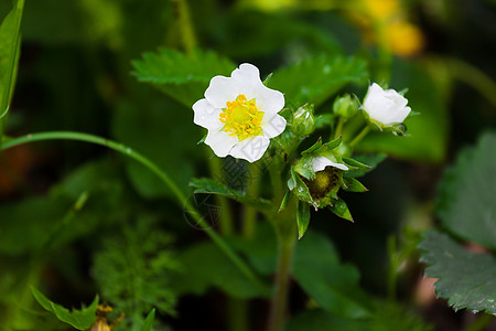 鲜花草莓 果树园图片