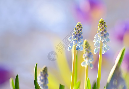 Muscari 纤维树花花紫色场地植物群园艺生长边缘树叶太阳蓝色花瓣图片