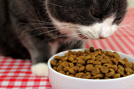 猫食哺乳动物猫咪盘子小吃动物晶须毛皮营养食物午餐图片