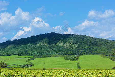 横向景观生态向日葵高地森林风景国家山脉风光土地草地图片