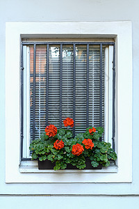 红花植物建筑公寓房子窗框玻璃窗户花序百叶窗窗扇图片