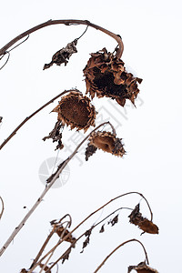 冬天的向日葵枯萎植物花坛季节场地收成风化种子冻结植物群叶子图片
