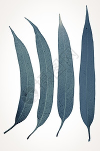 科里姆比亚平原的叶子 柠檬石甘花蕾桃金娘窄叶香水厂家族梨形娘科树皮桃金驱虫剂图片