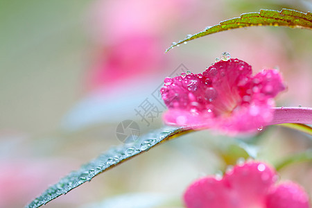 花朵花园艺叶子花园生长绿化绿色植物温室销售植物商业图片