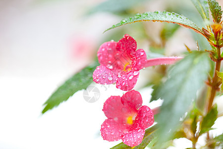 花朵花商业园艺植物园林种子温室农业花园房子植物学图片