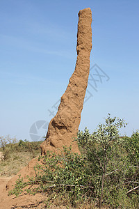 埃塞俄比亚 非洲白蚁巢野生动物旅行白蚁馆建筑物昆虫旅游动物群图片