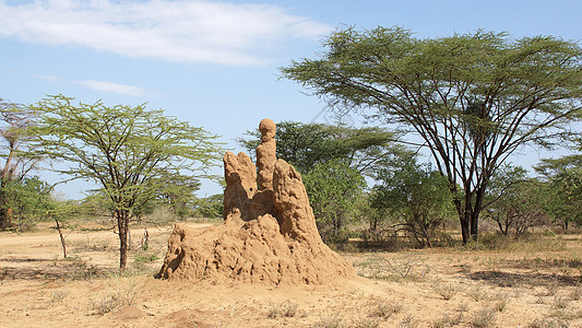 埃塞俄比亚 非洲白蚁巢建筑物全景动物群昆虫旅游旅行野生动物白蚁馆图片