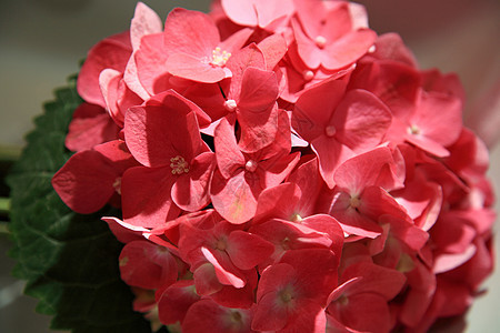 美丽的花束红花花朵婚礼红色背景图片