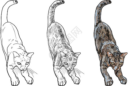 可爱可爱可爱的猫咪伸展身体快乐卡通片尾巴艺术猫科动物幸福插图宠物绘画头发图片