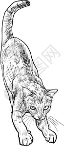 可爱可爱可爱的猫咪伸展身体宠物幸福卡通片插图快乐头发动物尾巴艺术猫科动物图片