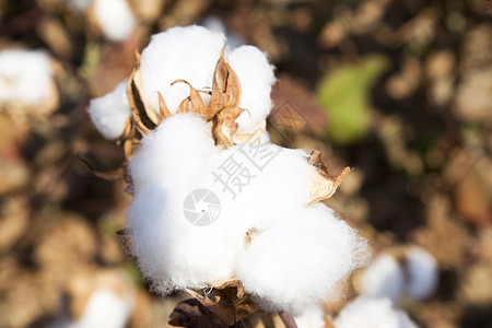 棉花植物纺织品农业材料纤维衣服枝条农场柔软度蓝色环境图片