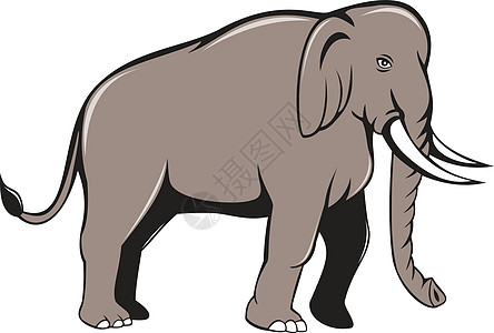 印地安大象侧边视图背景图片