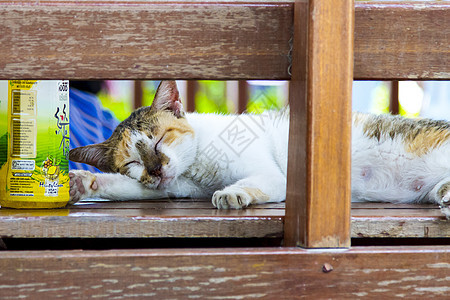 懒惰猫咪动物生活睡眠长椅小猫美好生活背景图片