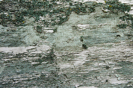 旧树皮木的纹理皮肤林业森林木板崎岖树干时间松树果皮木头图片